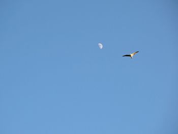 Low angle view of birds flying against blue sky