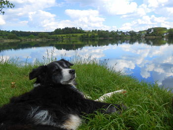 View of a dog on lake