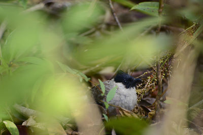 Close-up of bird perching on leaf