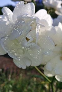 Close-up of water drops on white flower