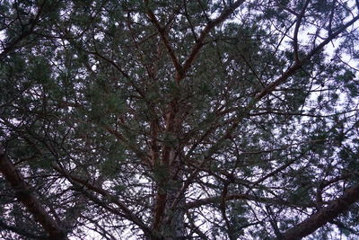 Low angle view of trees in forest against sky