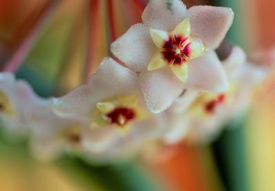 Close-up of pink flowers