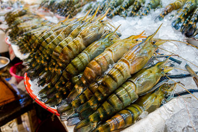 Fresh king prawn chilled with ice for preservation on sell in an open air market