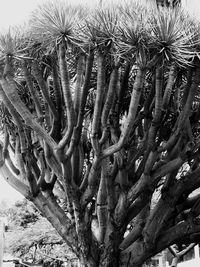 Close-up of cactus