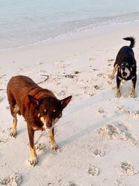 Full length of dog on beach