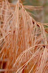 Dry orange pine needles in the forest
