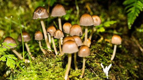 Close-up of mushrooms growing on grass