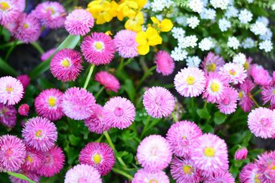 Close-up of flowers blooming outdoors