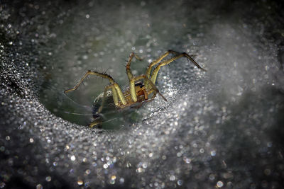 Close-up of spider on water web