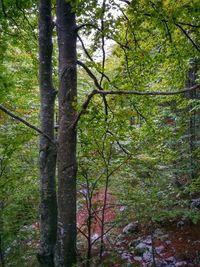 Trees in forest