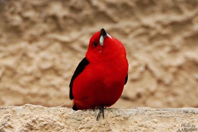 Close-up of red bird perching on white background