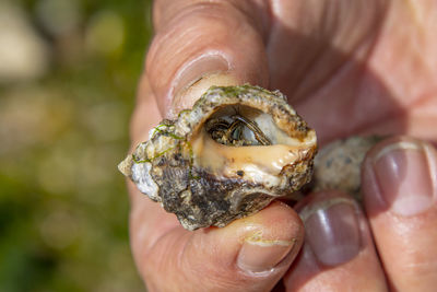 Close-up of person holding shell