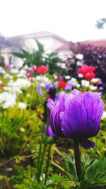 Close-up of purple flowers blooming in field