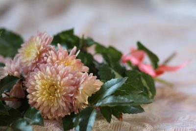 Close-up of pink flowering plant