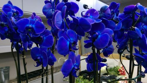 Close-up of purple flowers blooming