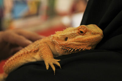 Close-up of lizard 