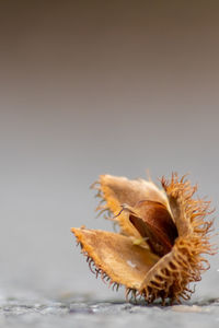 Close-up of dried fruits on table