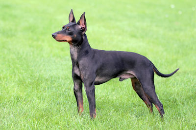 Side view of a dog on field