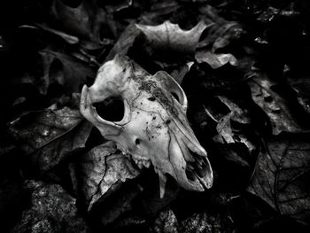 Close-up of animal skull