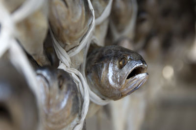 Close-up of dried fish head