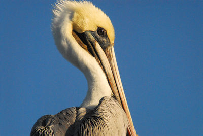 Low angle view of bird