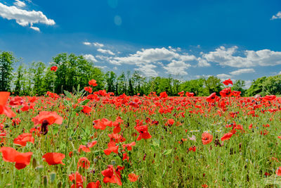 Close-up of poppies blooming on field against sky