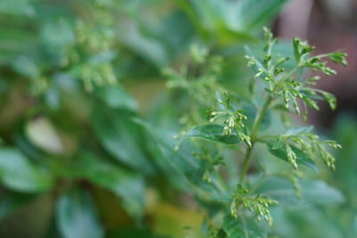 Close-up of green leaves