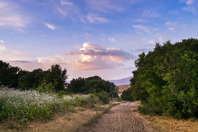 Road amidst trees on field against sky