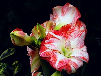 Close-up of flower over black background