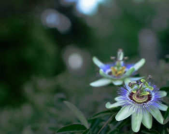 Close-up of purple flowers blooming outdoors