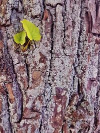 Full frame shot of ivy growing on tree