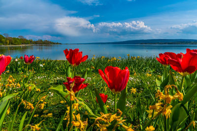 Close-up of red poppy flowers against sky