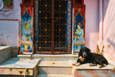 Dog in front of a house door in india