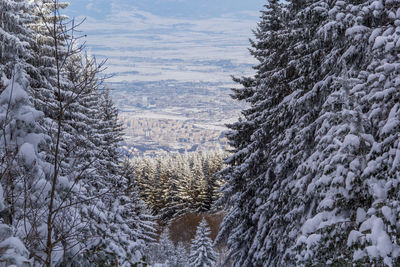 Snow covered pine trees against sky