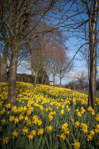 Close-up of yellow flowers in field