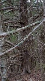 Full frame shot of tree trunks in forest