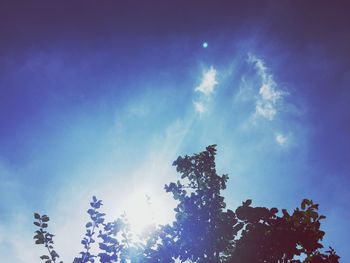 Low angle view of trees against blue sky