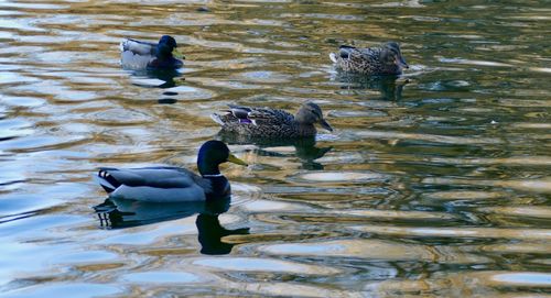 High angle view of ducks swimming in lake
