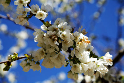 Close-up of fresh white flowers blooming on tree