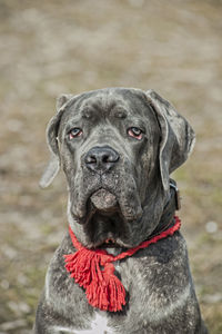 Close-up portrait of a dog