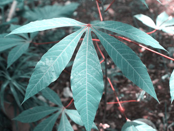 Close-up of leaves on plant