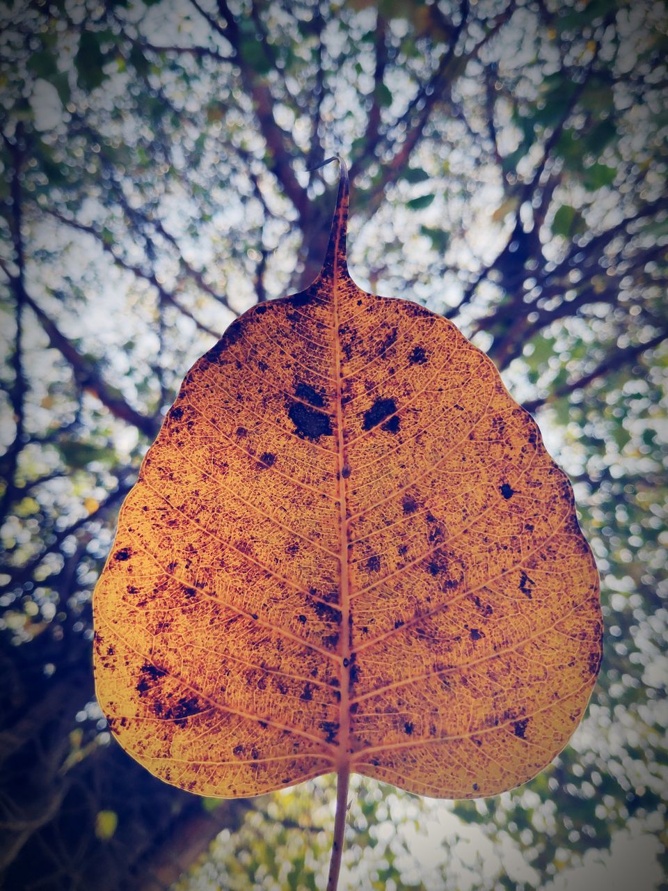 leaf, plant, nature, tree, close-up, plant part, autumn, flower, no people, macro photography, focus on foreground, yellow, day, dry, growth, beauty in nature, outdoors, leaf vein, pattern, fragility, branch