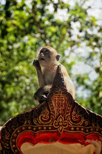 Low angle view of monkey on tree