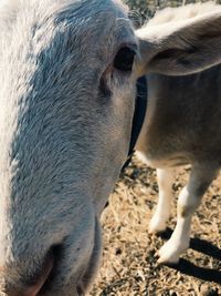 Close-up of calf on field