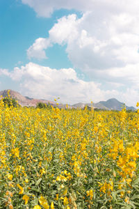 Yellow flowers growing in field