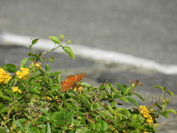 Close up of yellow flowers