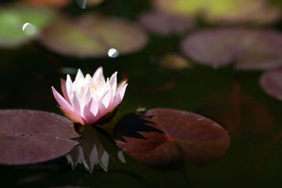 Close-up of water lily in pond