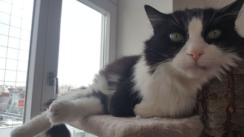 Close-up of cat on window