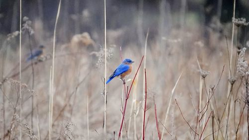 Close-up of bird perching on a field