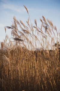 Close-up of stalks in field against sky